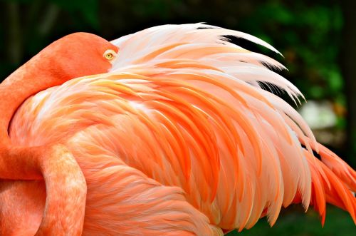 Flamingo, Iš Arti, Gamta, Laukiniai, Gyvūnas, Egzotiškas, Laukinė Gamta, Atogrąžų, Plunksna, Spalva, Spalvinga, Paukštis, Rožinis, Elegancija, Sparnas, Uždaryti, Gyvas, Profilis, Tropinis, Natūralus