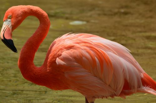 Flamingo, Rožinis, Laukinė Gamta, Laukiniai, Egzotiškas, Gamta, Gyvūnas, Paukštis, Spalva, Atogrąžų, Snapas, Sparnas