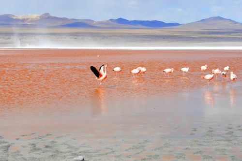 Flamingo, Raudona Laguna, Bolivija, Lagūnas, Kelionė, Andes, Altiplano