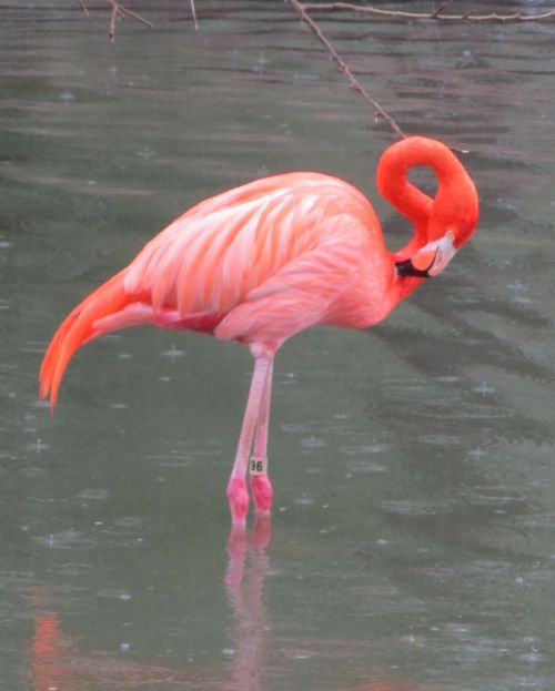 Flamingo,  Stovintis,  Rožinis,  Lietus,  Vanduo,  Paukštis,  Vandens Paukštis,  Viešasis & Nbsp,  Domenas,  Fonas,  Tapetai,  Žiūri,  Laukinė Gamta,  Gamta,  Ežeras,  Plunksnos,  Grooming,  Laukiniai,  Flamingo