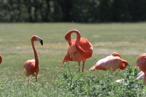 Flamingo, Zoologijos Sodas, Paukščiai, Rožinis