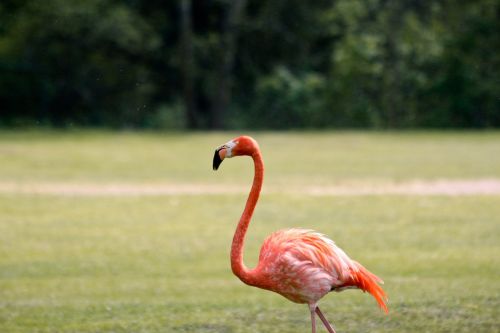 Flamingo, Zoologijos Sodas, Paukštis, Rožinis Flamingas, Gaubtas