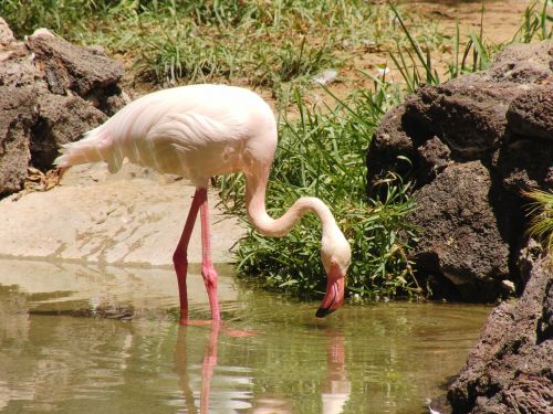 Flamingo, Sąskaitą, Paukštis, Rožinis Flamingas, Gamta, Vandens Paukštis, Plumėjimas, Gyvūnas, Paukščiai