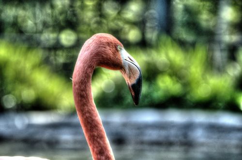 Flamingo,  Flamingos,  Rožinė & Nbsp,  Flamingas,  Paukštis,  Paukščiai,  Rožinis,  Gamta,  Laukinė Gamta,  Flamingo