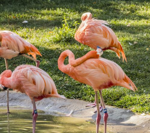 Flamingo,  Vėdinimas & Nbsp,  Paukštis,  Liepsna & Nbsp,  Spalvos,  Paukštis,  Paukštis,  Lauke,  Ornitologija,  Gyvūnas,  Gražus,  Kaklas,  Spalvinga,  Flamingo