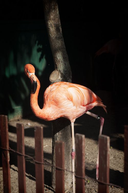 Flamingo, Rožinis, Parkas, Paukštis, Fauna, Laukinė Gamta