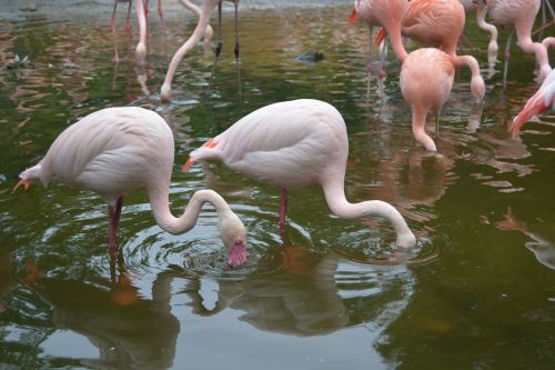 Flamingo, Vanduo, Rožinis, Vandens Paukštis, Plumėjimas