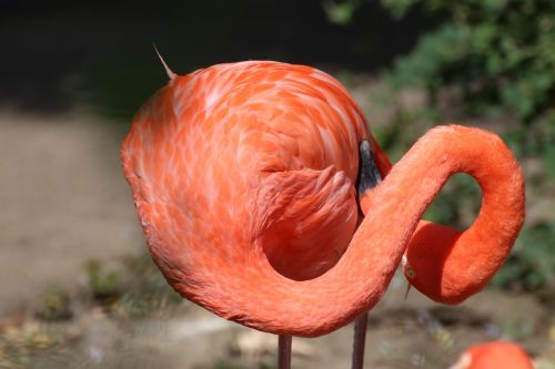 Flamingo, Gyvūnas, Zoologijos Sodas, Paukštis, Rožinis, Vandens Paukštis