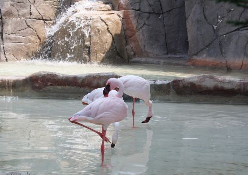 Flamingo, Flamingos, Gamta, Gyvūnas, Gyvūnai, Parkas, Gamtos Parkas, Zoologijos Sodas, Vanduo
