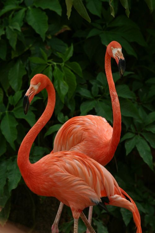 Flamingo, Rožinis, Gražus