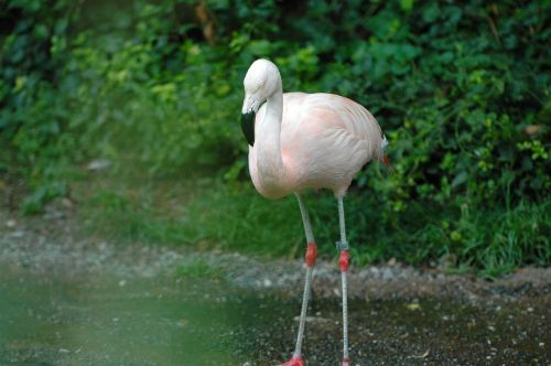 Flamingo, Zoologijos Sodas, Zurich, Paukštis, Vandens Paukštis, Rožinis, Nemokamai