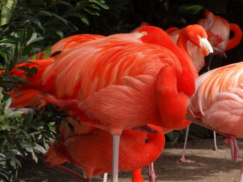 Flamingo, Paukštis, Gamta