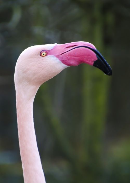 Flamingo, Galva, Ilgai Jibe, Sąskaitą, Rožinis, Gamta, Egzotiškas, Paukščiai