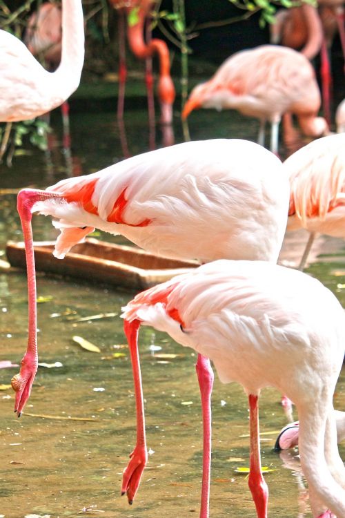 Flamingo, Rožinis, Vandens Paukštis, Rožinis Flamingas, Paukštis, Zoologijos Sodas, Gyvūnas, Plunksna, Gamta, Vanduo, Tiergarten, Spalva, Egzotiškas, Paukščiai, Plumėjimas, Kojos, Lygiagrečiai