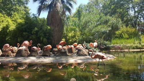 Flamingo, Zoologijos Sodas, Vanduo, Atspindys, Gamta