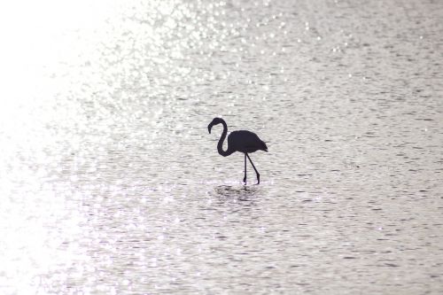 Flamingo, Vanduo, Saulė, Atspindys, Vienas, Vienas, Ornitologija, Paukštis, Ežeras, Siluetas