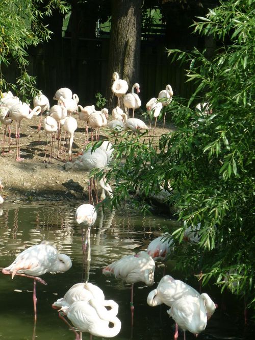 Flamingo, Zoologijos Sodas, Rožinis Flamingas, Flamingos, Egzotiškas, Gamta, Paukštis, Parkas, Rožinis, Spalva, Detalus, Spalvos, Gyvūnas, Snapas, Fauna, Grupė