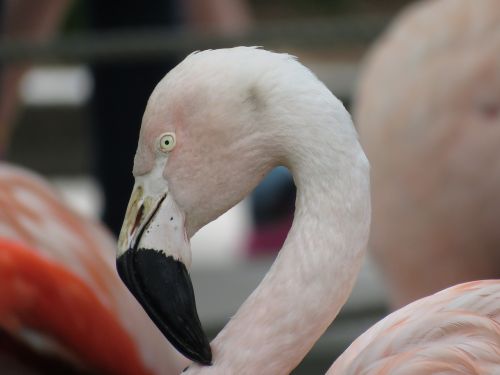 Flamingo, Paukštis, Rožinis, Gyvūnas, Zoologijos Sodas, Snapas, Galva, Plunksna