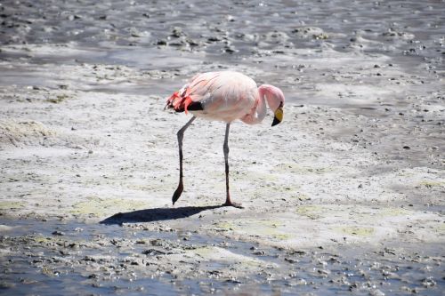 Flamingo, Bolivija, Rožinis