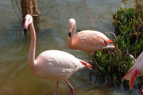 Flamingo, Stovėti, Vanduo, Rožinis, Sąskaitą, Vandens Paukštis, Rožinis Flamingas