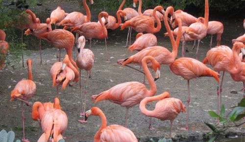 Flamingo, Rožinis Flamingas, Rožinis, Paukštis, Paukščių Grupė, Ilgos Kojos, Klaidingas Snapas