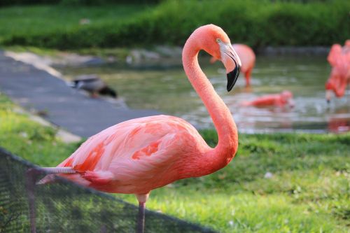 Flamingo, San Diego, Zoologijos Sodas, Paukštis, Atogrąžų, Kalifornija, Rožinis