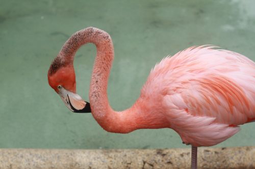 Flamingo, Paukštis, Atogrąžų, Gamta, Egzotiškas, Rožinis, Gyvūnas
