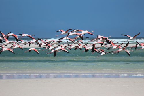 Flamingo, Papludimys, Jūra, Pietų Afrika, Gamta