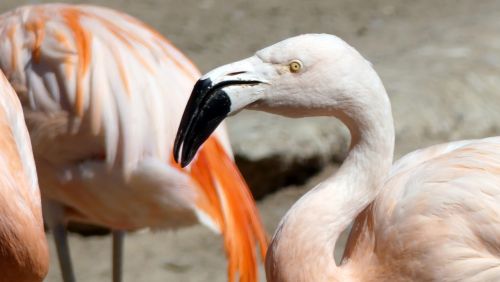 Flamingo, Gyvūnai, Zoologijos Sodas, Rožinė Paukštis