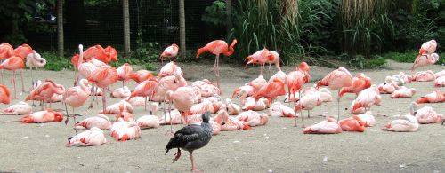 Flamingo, Rožinis, Paukštis, Egzotiškas, Gamta, Plunksna, Flamingos, Vandens Paukštis, Gyvūnas