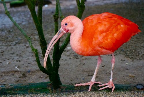 Flamingo, Paukščiai, Raudona Nauja, Ibis, Rausvos Plunksnos