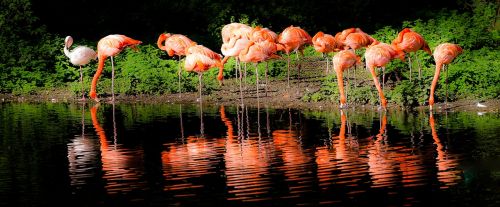 Flamingo, Ežeras, Krefeld, Zoologijos Sodas, Veidrodis, Raudona