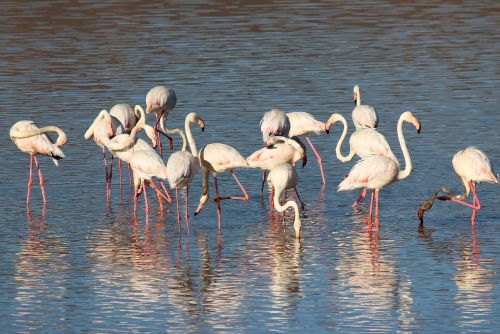 Flamingo, Paukštis, Rožinis, Snapas, Rožinis Flamingas, Plunksnos, Paukščių Grupė, Ilgos Kojos, Klaidingas Snapas, Rožinė Paukštis