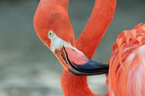 Flamingo, Paukštis, Gamta, Egzotiškas, Atogrąžų, Spalvinga, Snapas