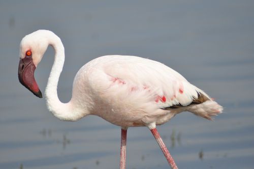 Flamingo, Kenya, Rožinis, Afrika, Paukštis