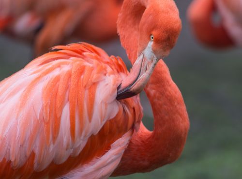 Flamingo, Oranžinė, Laukiniai, Laukinė Gamta, Spalva, Raudona, Afrika, Zoologijos Sodas, Plunksna, Paukštis, Rožinis