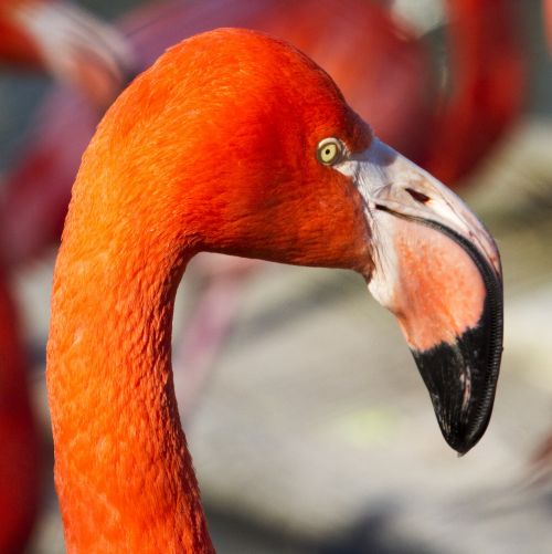 Flamingo, Zoologijos Sodas, Oranžinė, Paukštis, Afrika