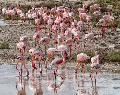 Flamingo, Paukštis, Rožinis, Flock, Namibija