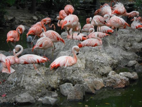 Flamingo, Paukštis, Zoologijos Sodas, Denvero Zoologijos Sode, Laukinė Gamta, Egzotiškas, Rožinis