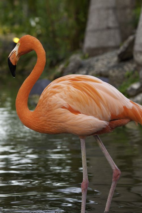 Flamingo, Paukštis, Rožinis Flamingas, Gamta, Plunksnos Rasės, Snapas, Krupnyj Planas