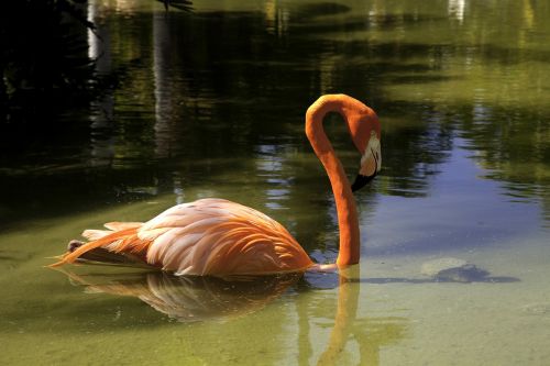 Flamingo, Rožinis, Paukštis, Gamta, Tvenkinys, Snapas, Plunksnos Rasės, Profilis