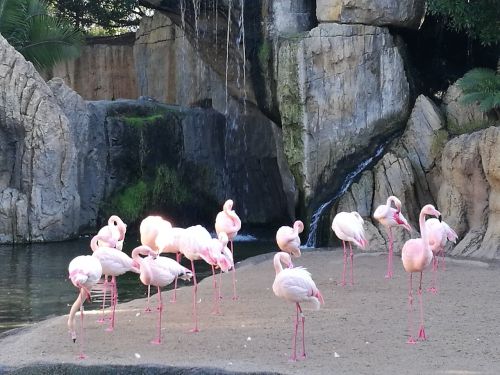 Flamingo, Paukštis, Krioklys, Rokas, Gamta