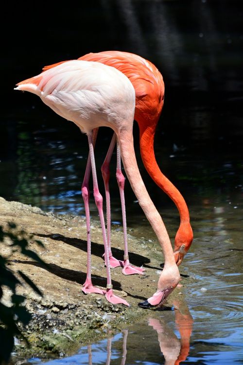 Flamingo, Zoologijos Sodas, Paukštis, Vandens Paukštis, Rožinis Flamingas