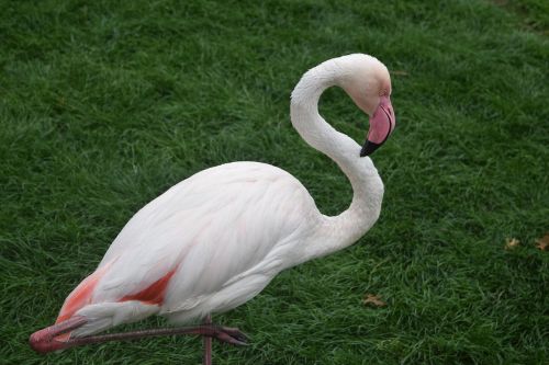 Flamingo, Paukščiai, Gamta