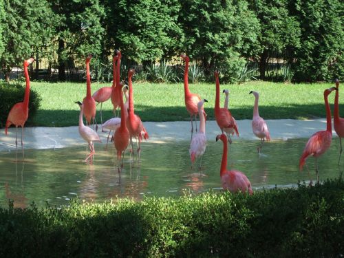Flamingo, Zoologijos Sodas, Gyvūnai, Oranžinė, Raudona, Rožinis