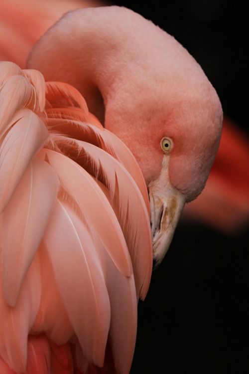 Flamingo, Paukštis, Gamta, Zoologijos Sodas, Rožinis, Plunksnos, Rožinis Flamingas