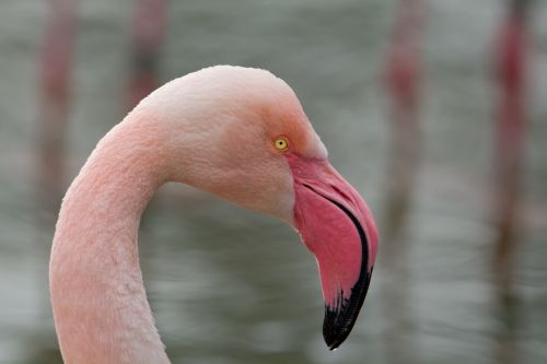Flamingo, Paukštis, Rožinis Flamingas, Zoologijos Sodas, Sąskaitą, Padaras, Exot, Gamta