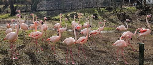 Flamingo, Flamingo Banda, Gyvulių Bandas, Flamingo Susitikimas, Familienzoo, De, Zoologijos Sodas, Flamingos Familienzoo
