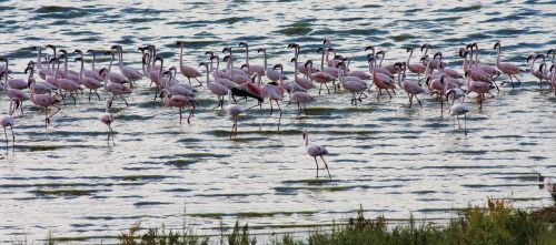 Flamingo, Rožinis, Paukštis, Gamta, Laukinė Gamta, Spalvinga, Afrika