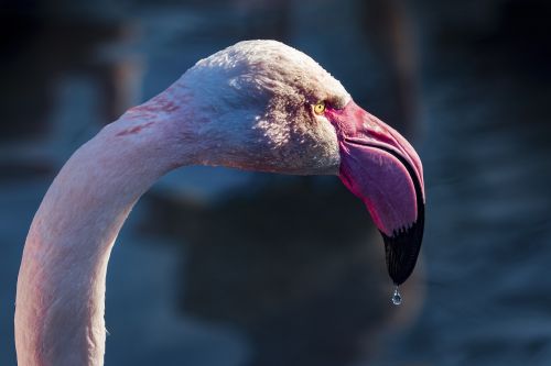 Flamingo, Lašelinė, Vanduo, Galva, Sąskaitą, Akys